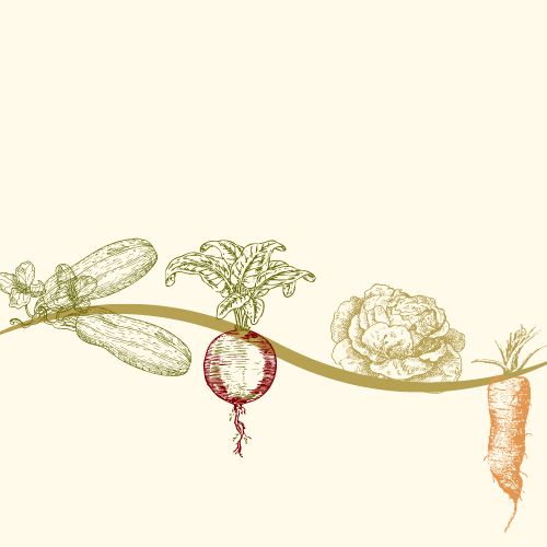 cultivo-asociativo-nabo-lechuga-zanahoria-berenjena